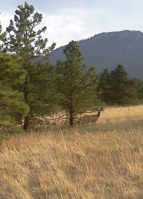 Deer-sighting